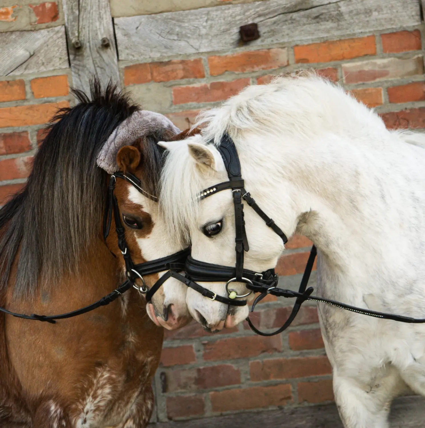 Pferd Reittherapie Lena Bausch in Essel
